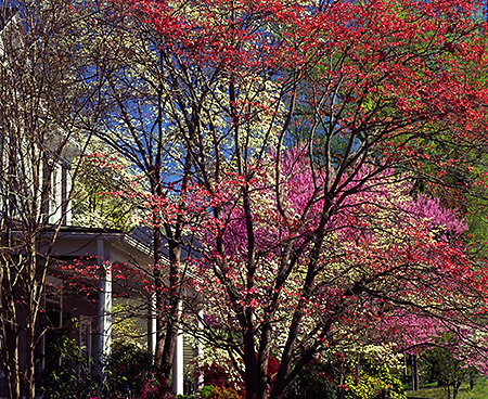 Colorful Springtime on Locust Avenue, Charlottesville, VA